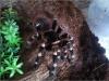 geniculata_t1_1_2_3.jpg