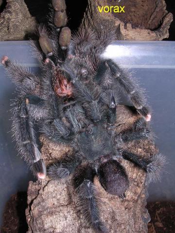 Avicularia geroldi