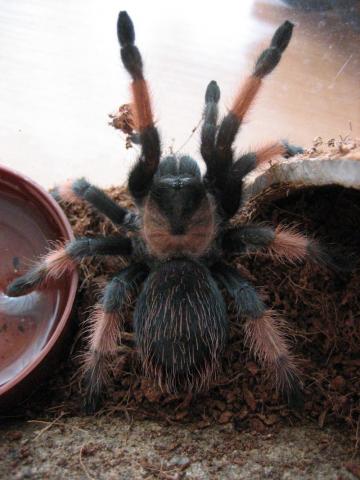 B.Emilia