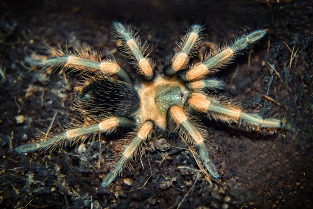 Ką tik L6 patapęs B. smithi