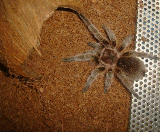 Grammostola