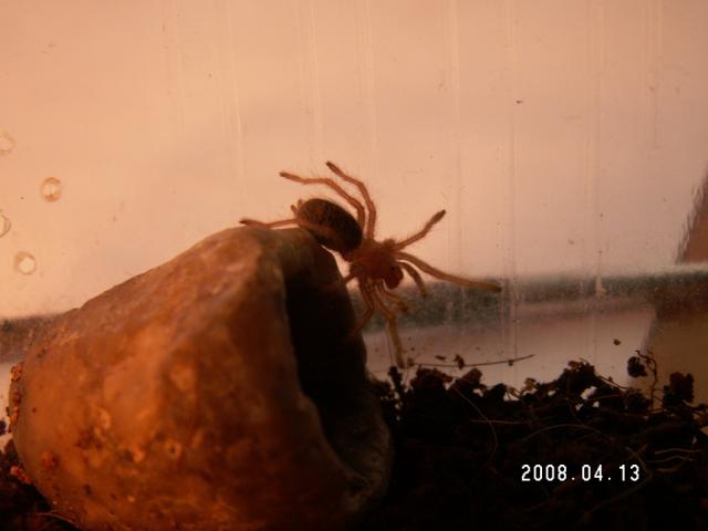 Grammostola Rosea
