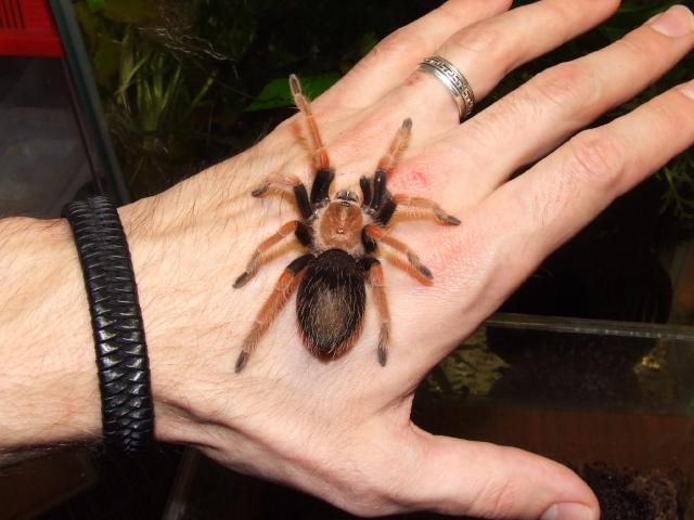 B. bohmei