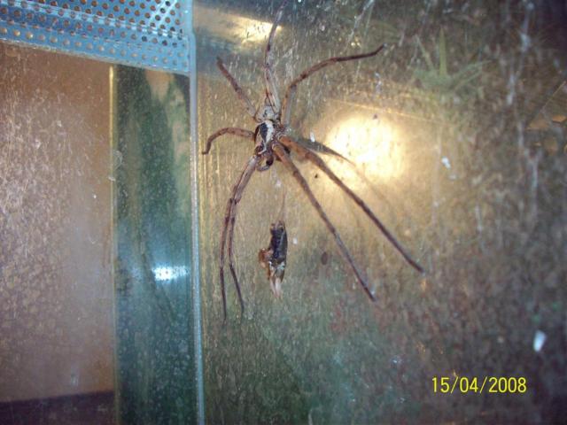 H. venatoria