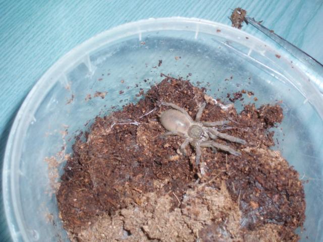 S. calceatum