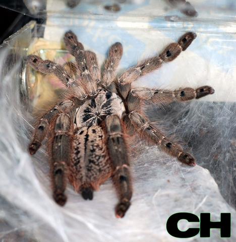 H. maculata
