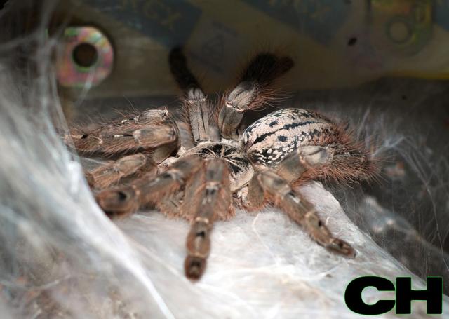 H. maculata