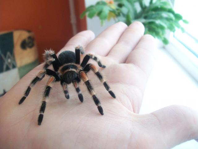 B. smithi