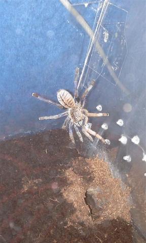 Haplopelma.Lividum