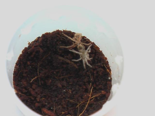 Lasiodora parahybana