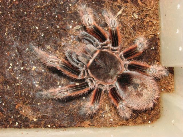 Grammostola rosea (red)