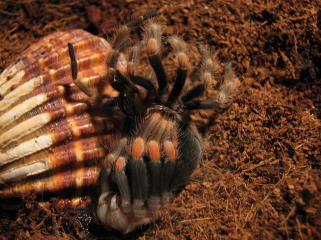 B. smithi neriasi