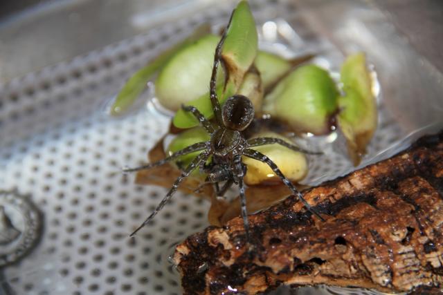 Green Fishing Spider