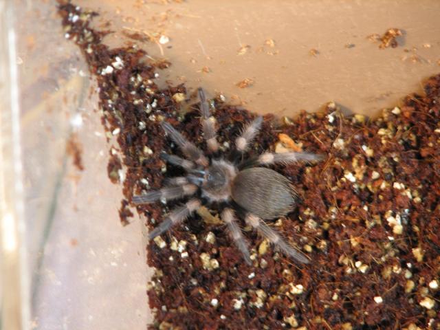B.smithi