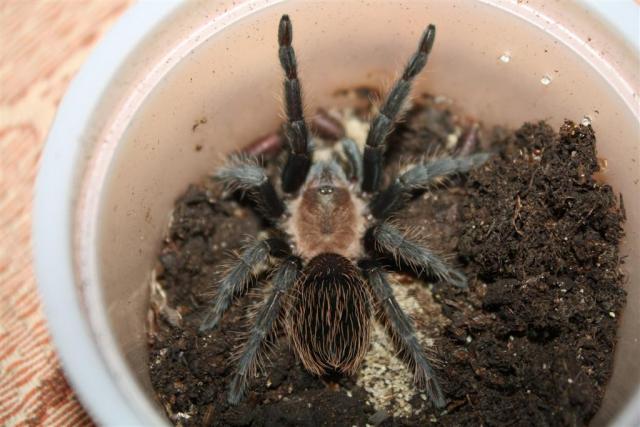Brachypelma verdezi