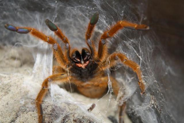 P. murinus