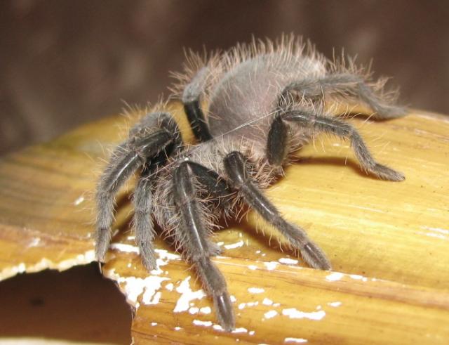 Brachypelma albopilosum