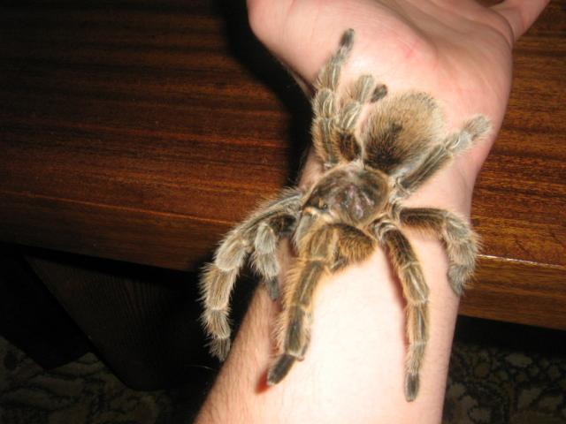 G. Rosea