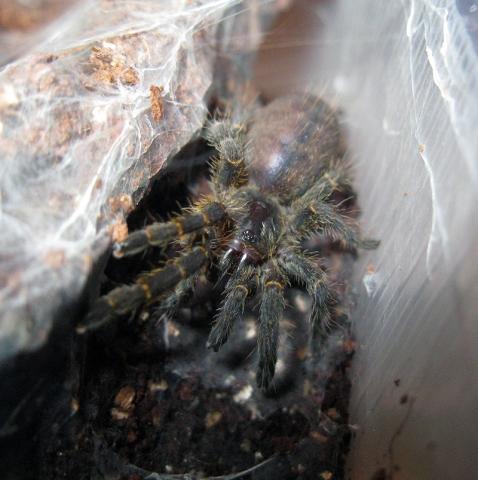 Pterinochilus Chordatus