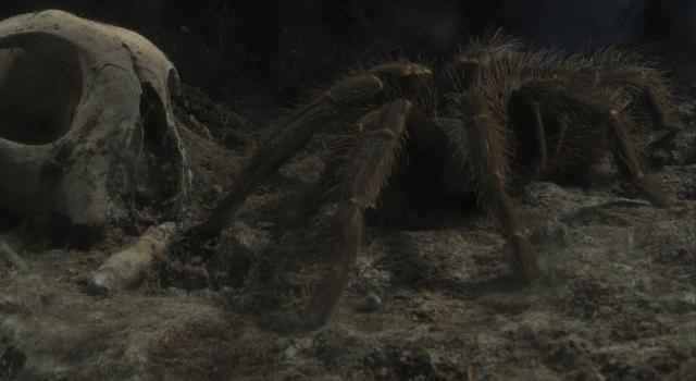 Mano Lasiodora Parahybana