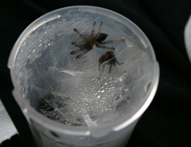 p. cambridgei