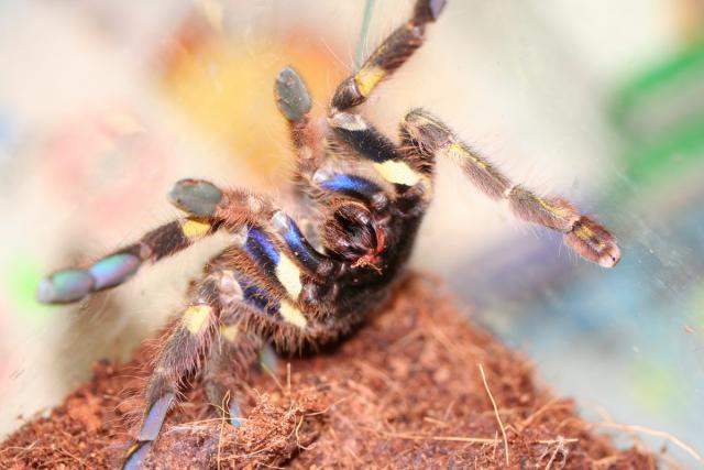 Poeciloteria rufilata