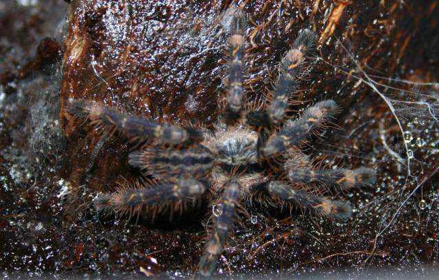 Poecilotheria "aMaze" ornata