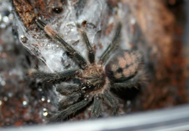 Psalmopeus cambridgei L4
