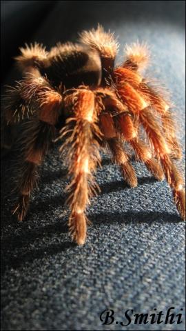 B. smithi 