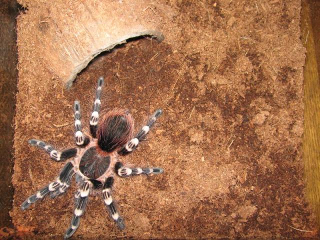 A. geniculata