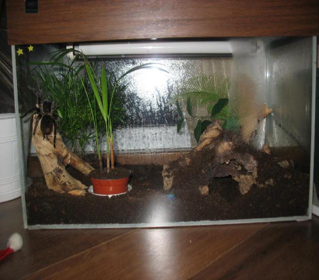 Brachypelma vagans 2