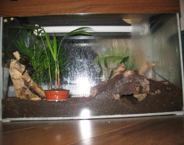Brachypelma vagans