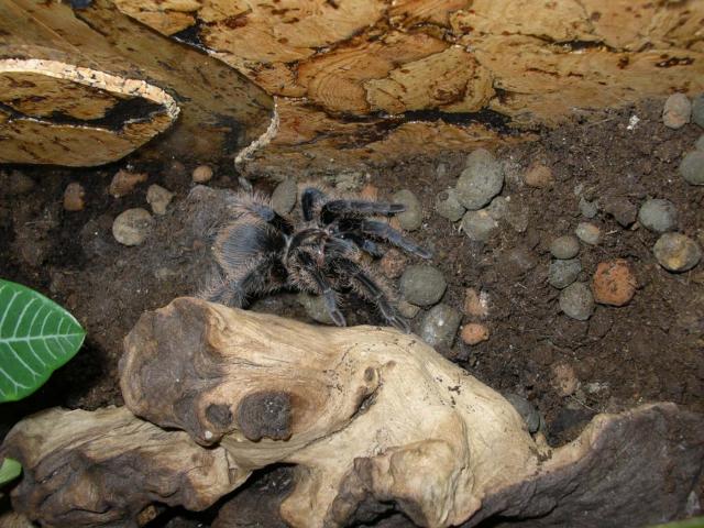 Brachypelma albopilosum