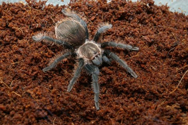 Brachypelma albopilosum