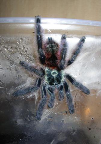 Avicularia Versicolor