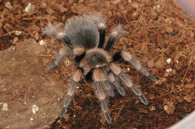 Smithi