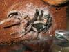 immanis_t1.jpg