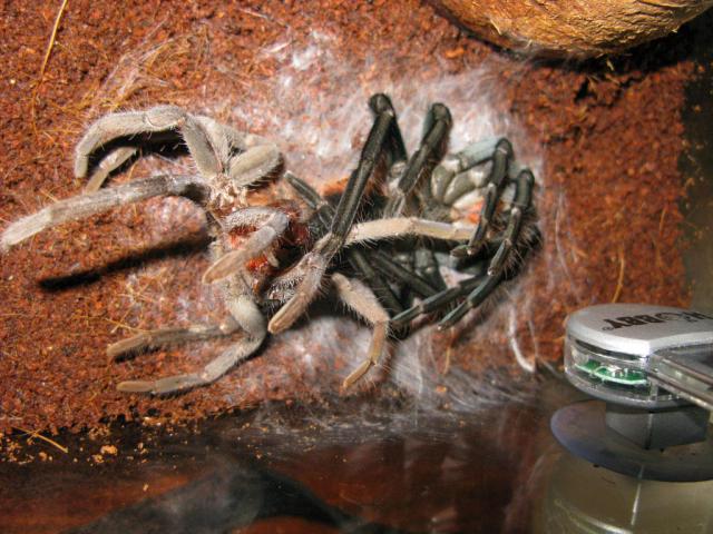 X. immanis