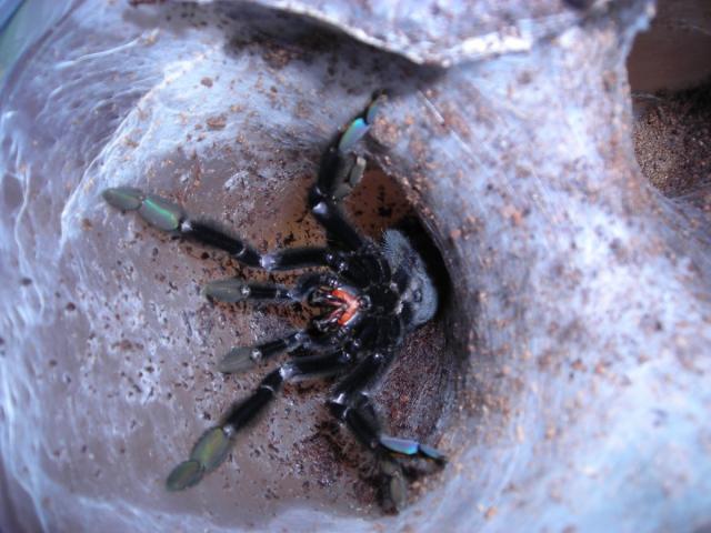 p.irminia
