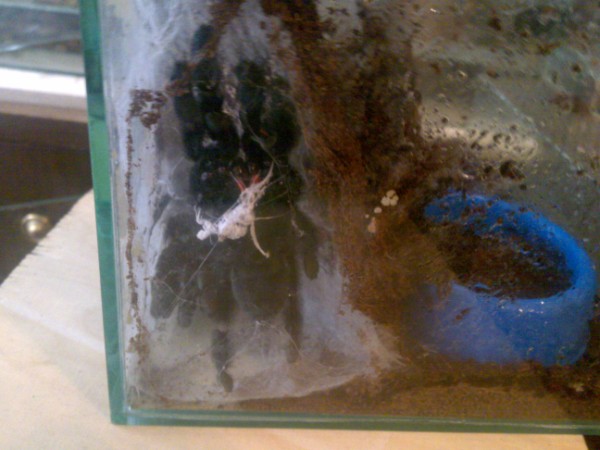 P. irminia