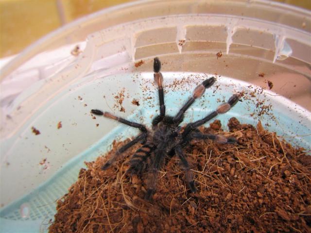 Psalmopeus irminia