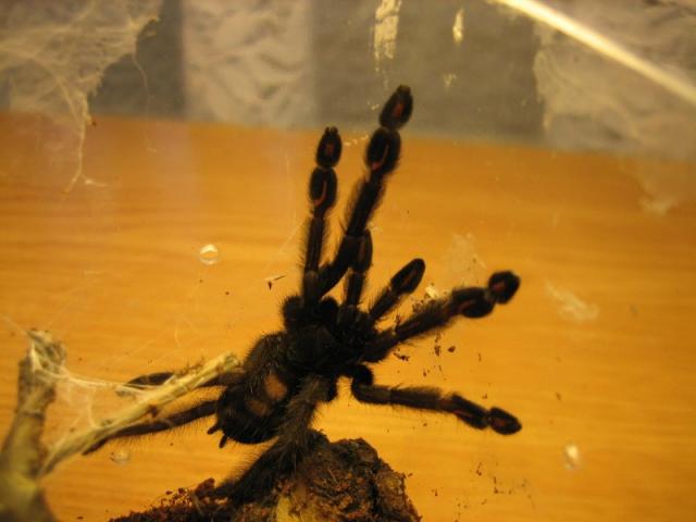 P.Irminia