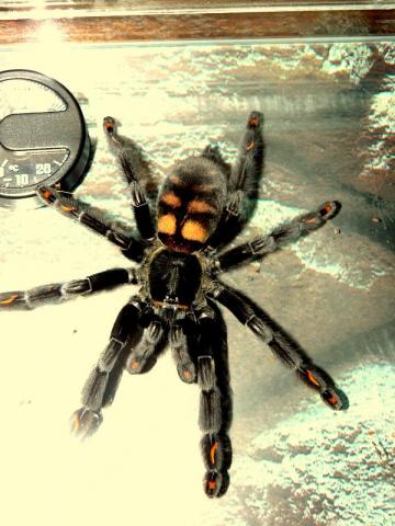 Psalmopoeus irminia