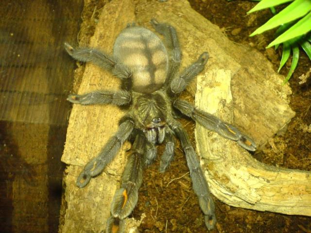 irminia