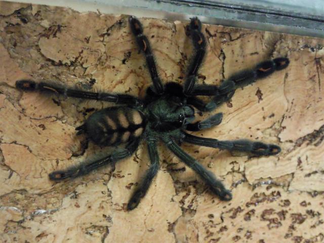 P. irminia