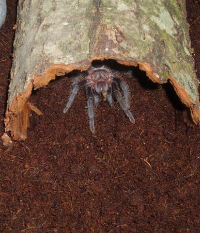 B. albopilosum'as
