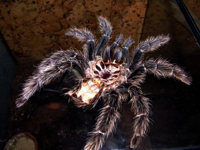L. parahibana