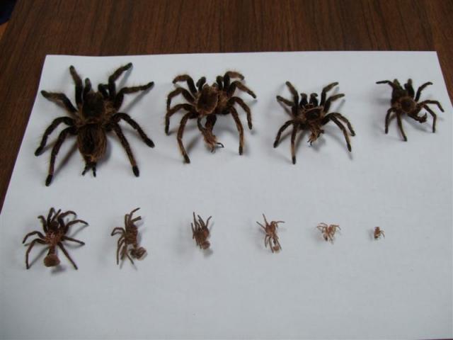 išnaros