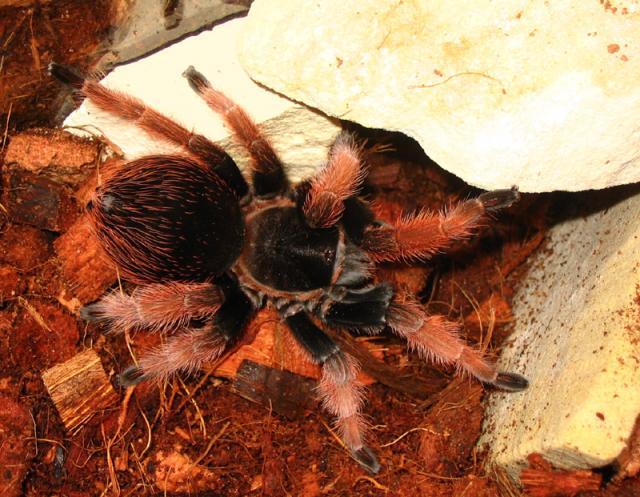 B. Klaasi