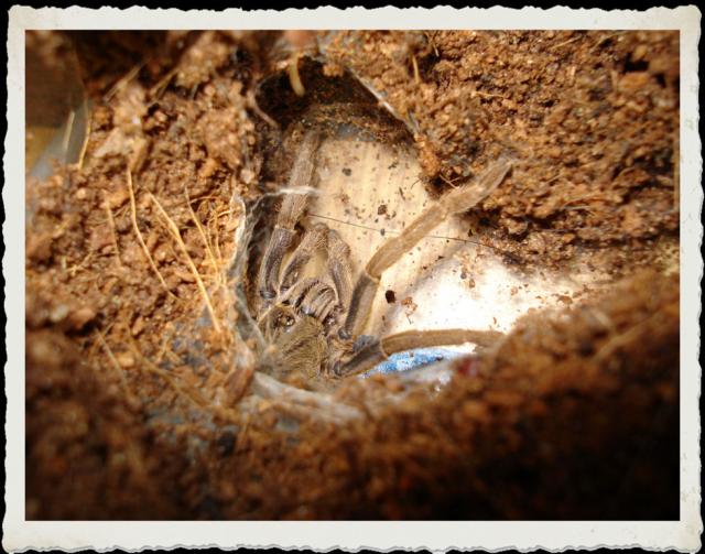 H. Lividum